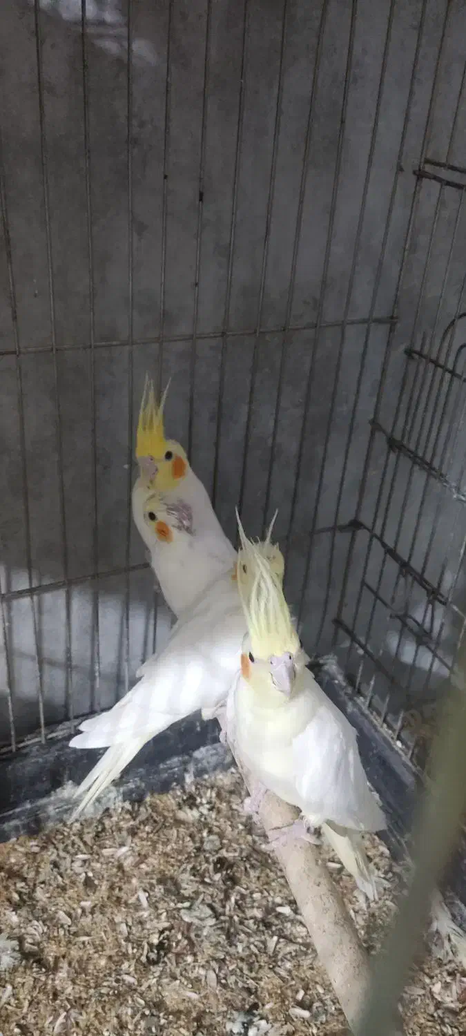 عروس هلندی مولد با دوتا جوجه بزرگ|پرنده|نورآباد, |دیوار