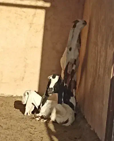 بز گلابی پاکستانی|حیوانات مزرعه|خمینی‌شهر, |دیوار