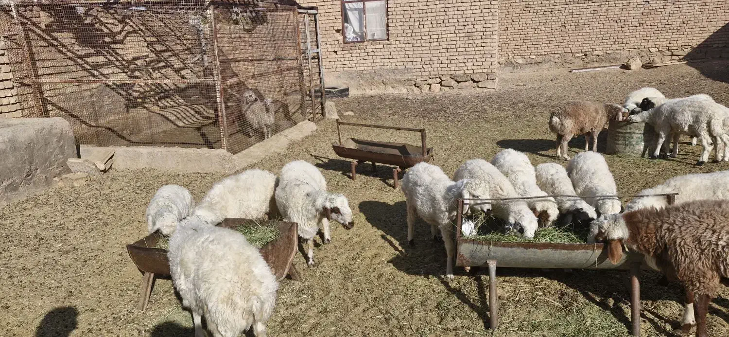 بره نر وپیش|حیوانات مزرعه|میمه, |دیوار