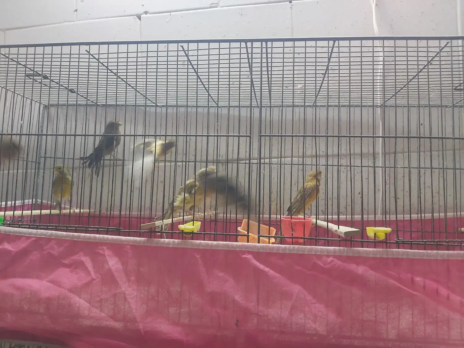 فروش قناری|پرنده|اردکان, |دیوار