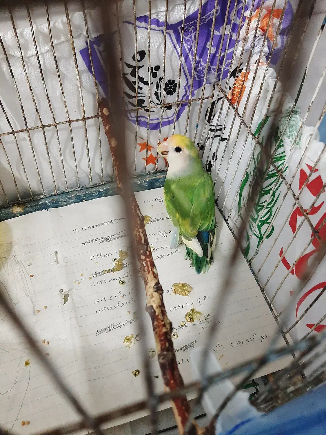 کوتوله نروماده قیمت مناسب|پرنده|آران و بیدگل, |دیوار