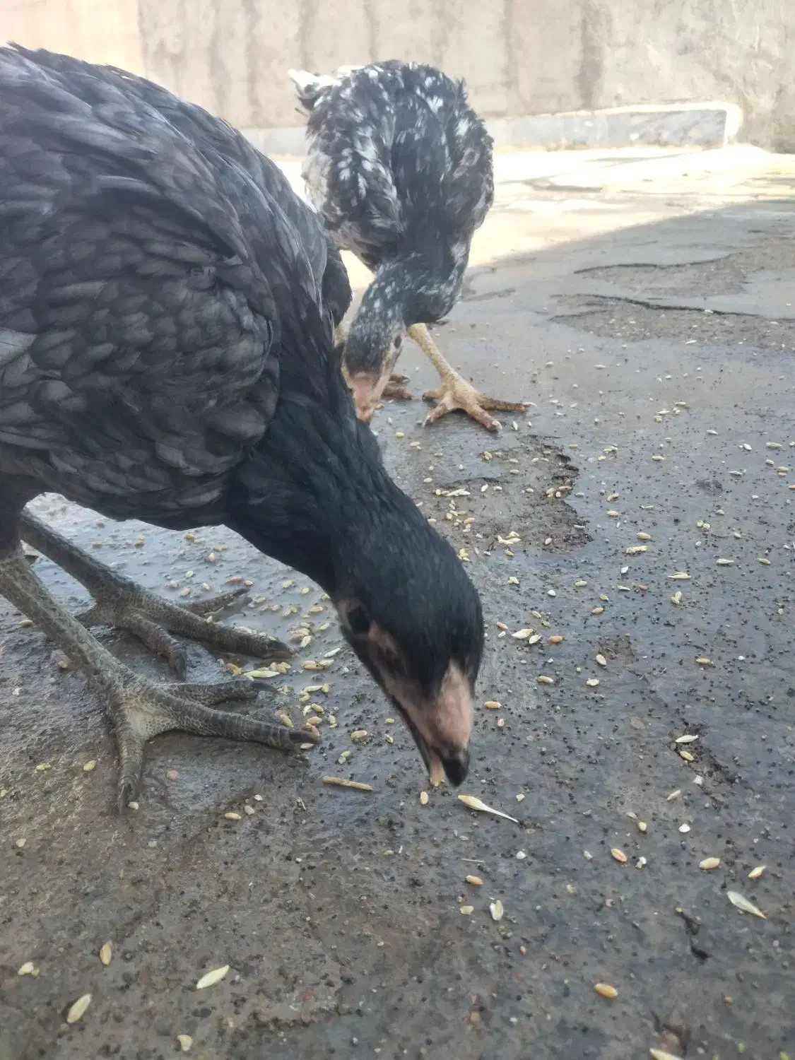 جوجه لاری اصل|حیوانات مزرعه|شال, |دیوار