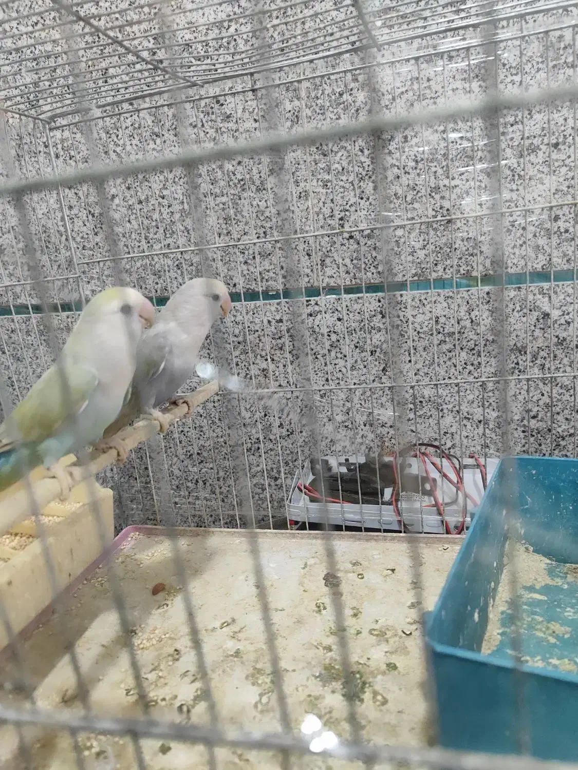 جفت طوطی برزیلی|پرنده|ارومیه, |دیوار