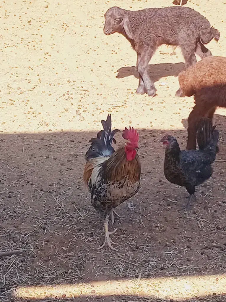 خروس|حیوانات مزرعه|رامشیر, |دیوار