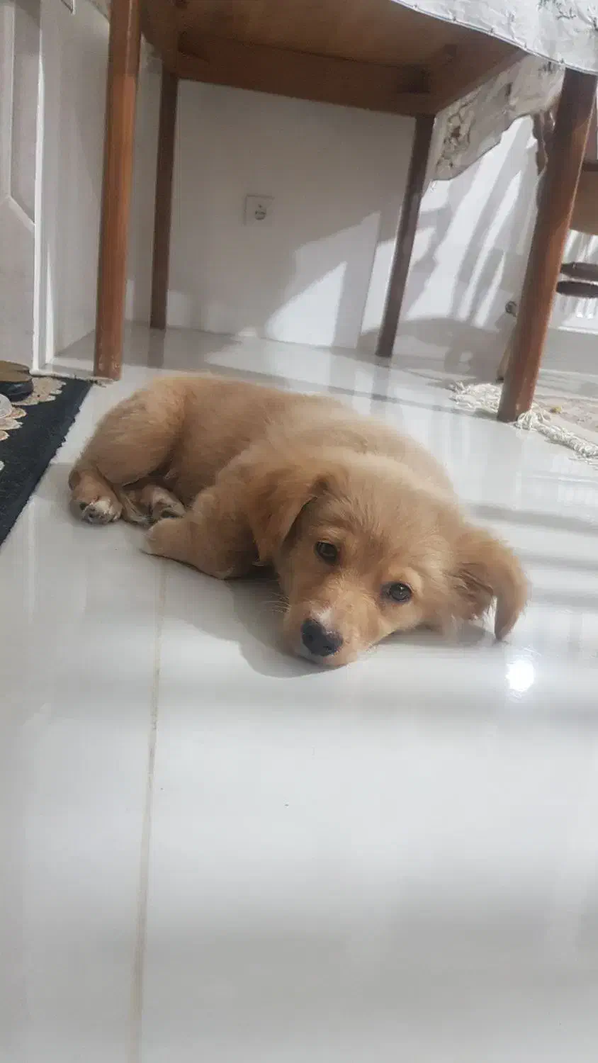 سگ گمشده|حیوانات|بندر گز, |دیوار