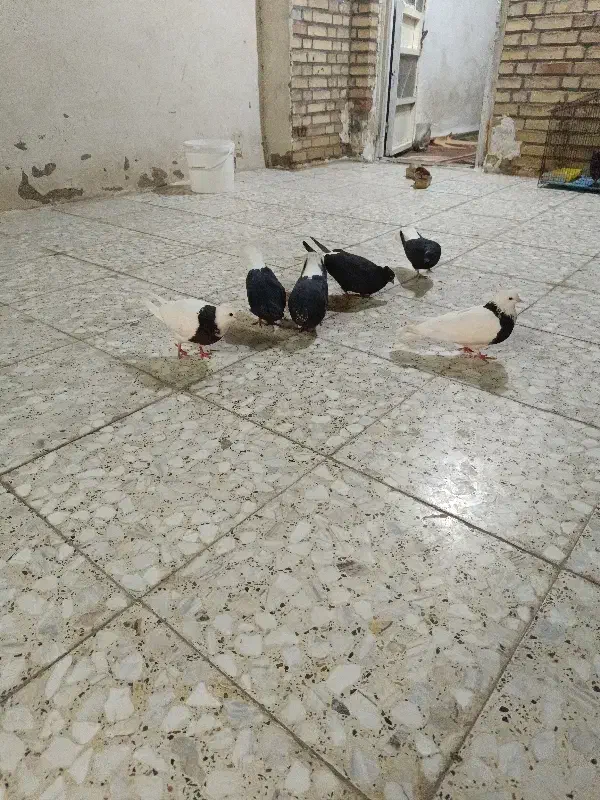 کبوتر|پرنده|سوسنگرد, |دیوار