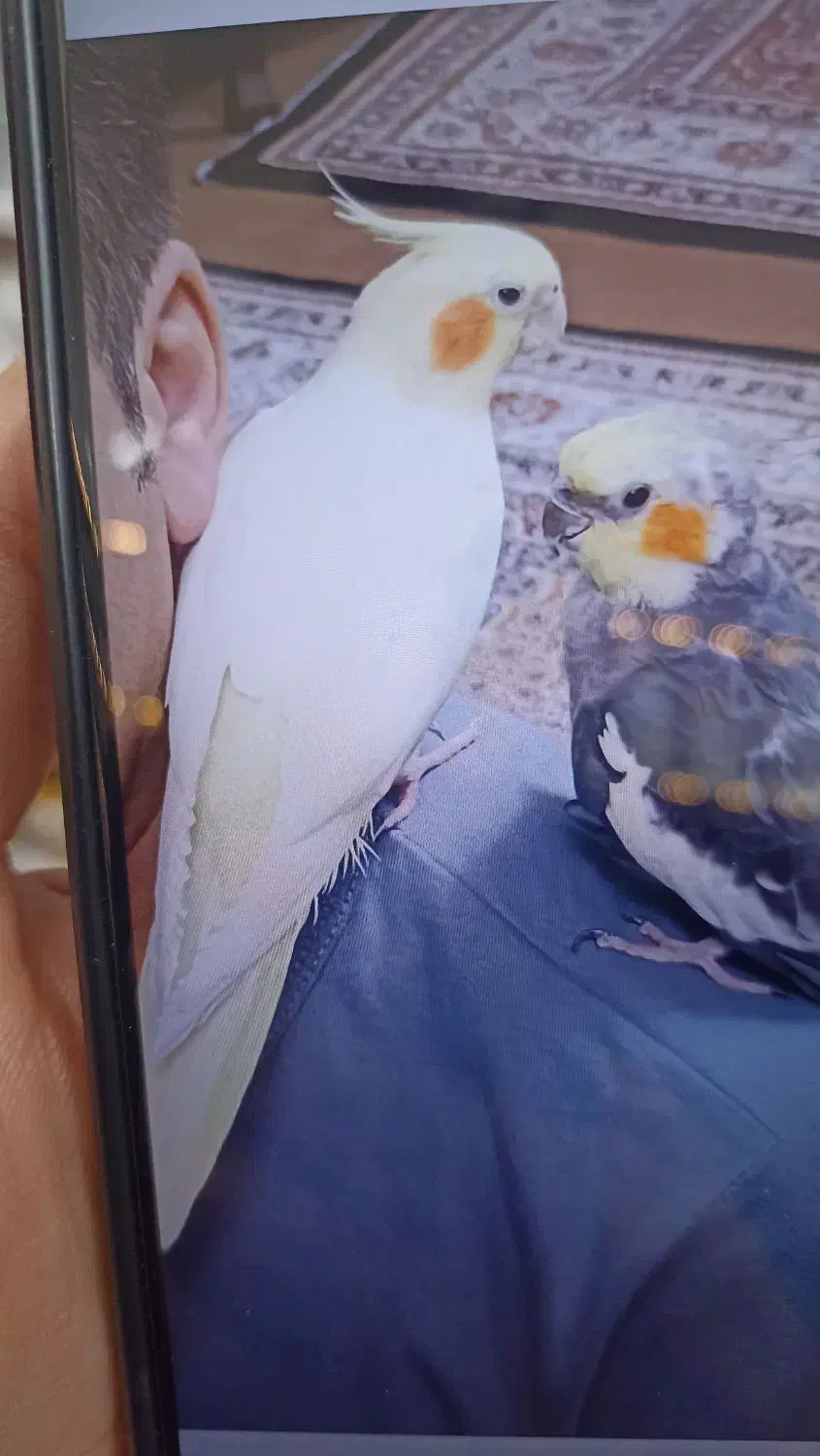 عروس هلندی|پرنده|سلماس, |دیوار