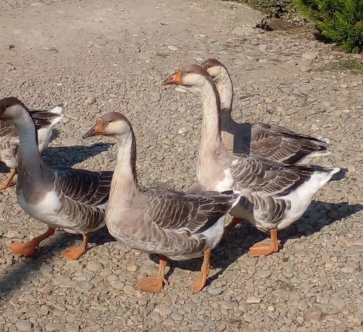 قوغاز|حیوانات مزرعه|شفت, |دیوار