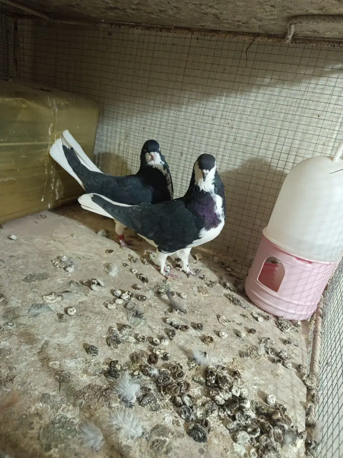 جفت امری|پرنده|رفسنجان, |دیوار