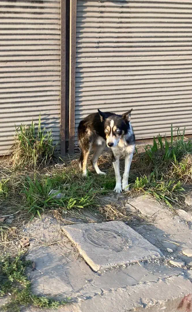 سگ هاسکی نر|سگ|رشت, فخب|دیوار