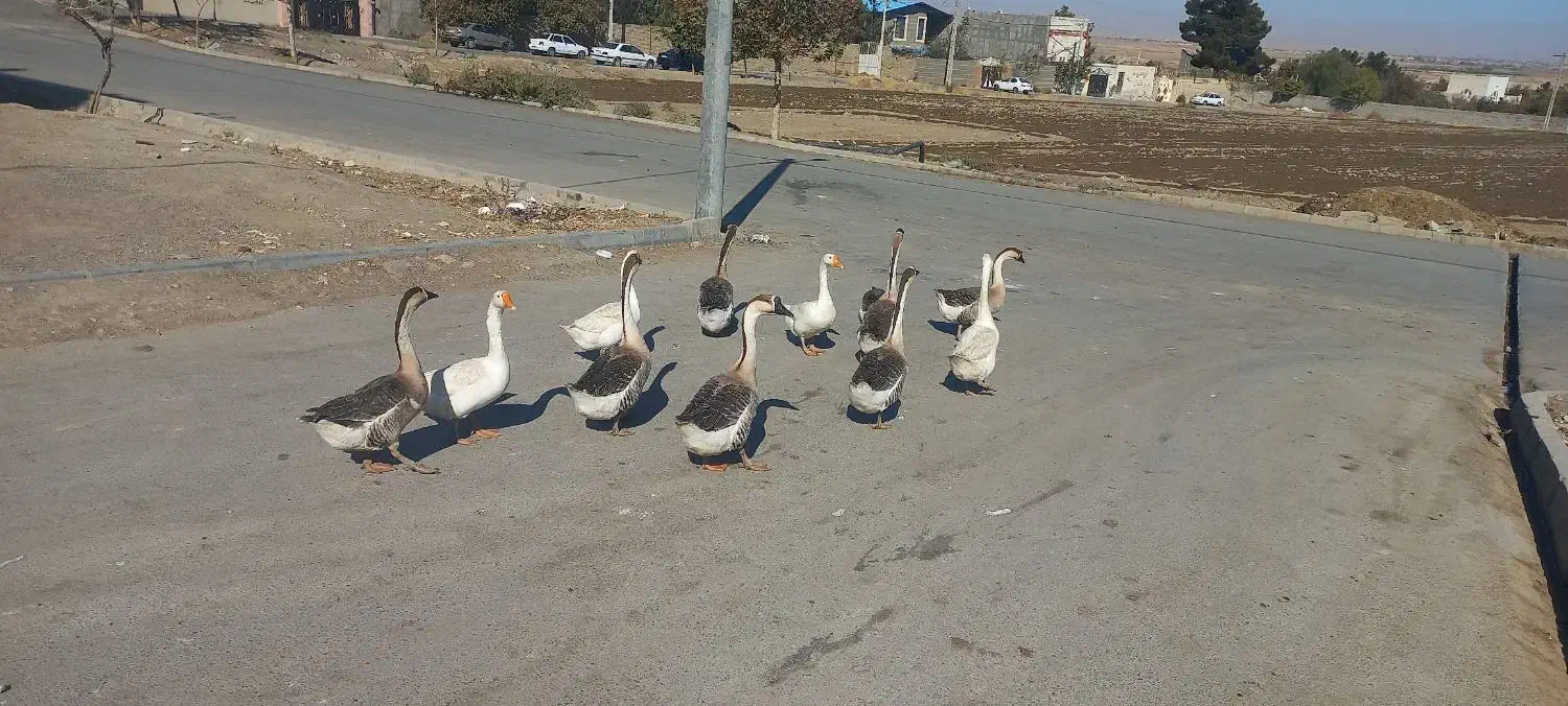 قوغاز چینی گردن ماری|حیوانات مزرعه|مشهد, توس (بلوار توس)|دیوار