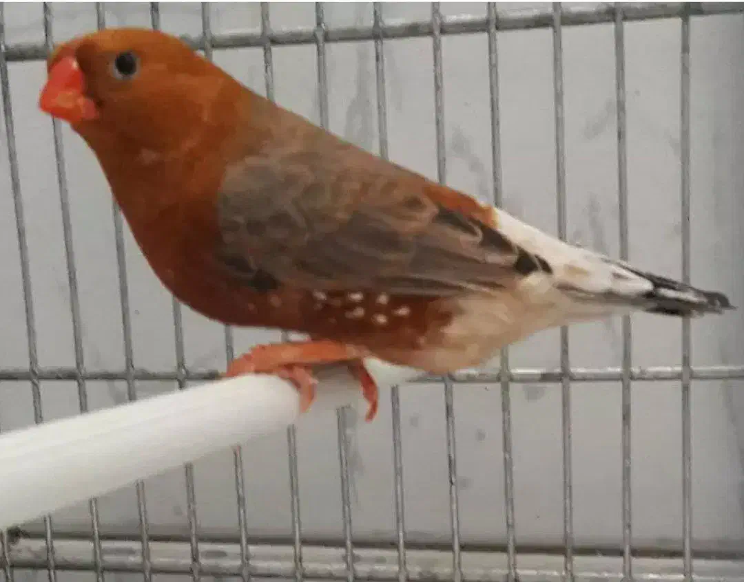 طوطی وار|پرنده|چهاردانگه (تهران), |دیوار