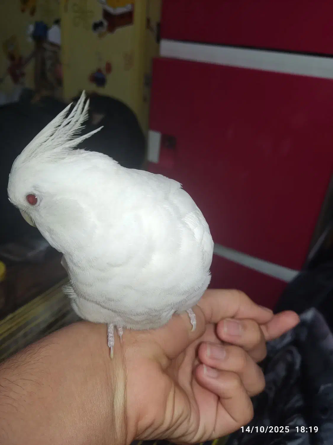 عروس هلندی نر آلبینو|پرنده|اهواز, سپیدار|دیوار