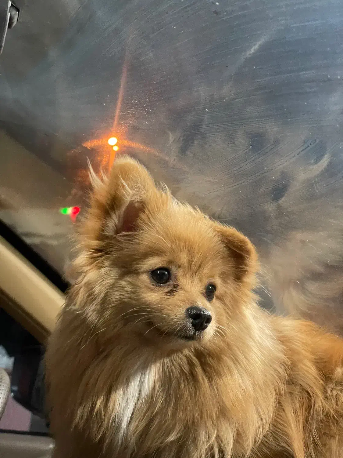 سگ پامر|سگ|بانه, |دیوار