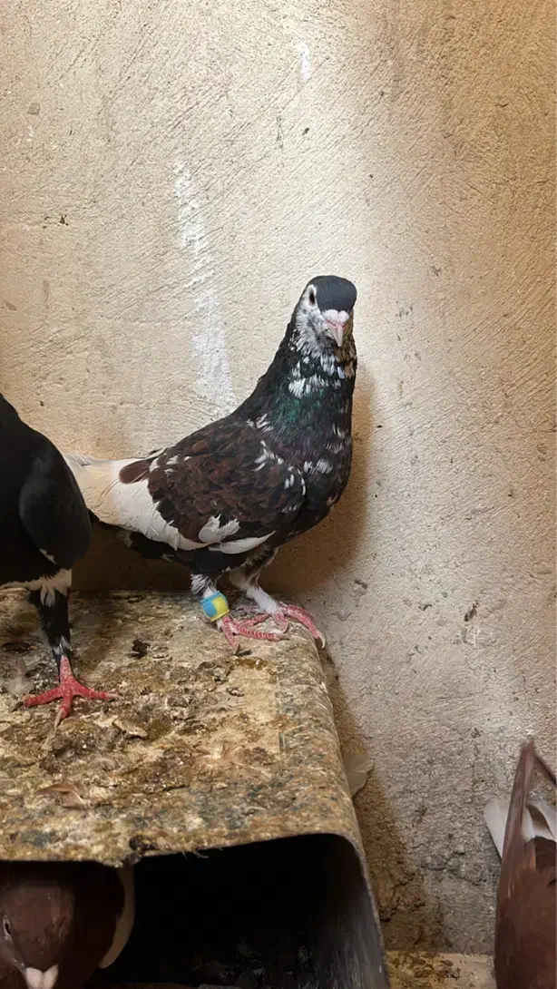 کبوتر|پرنده|زاهدان, |دیوار