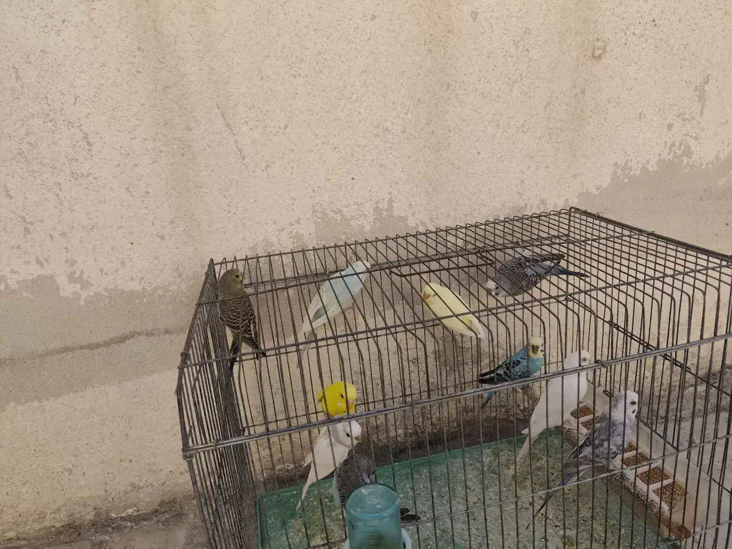 فروش تعدادی مرغ عشق|پرنده|کازرون, |دیوار