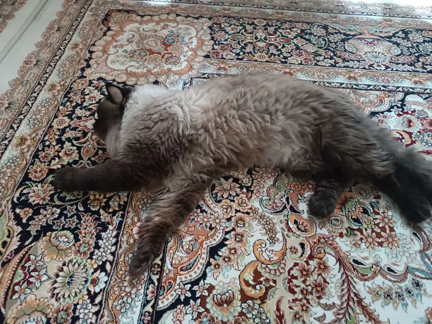 گربه نر نژادی هیمالیان دو ساله|گربه|مشهد, ابوذر|دیوار