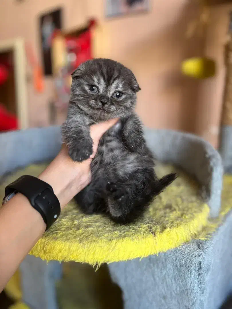 گربه اسکاتیش فولد|گربه|صدرا-فارس, فاز ۱|دیوار