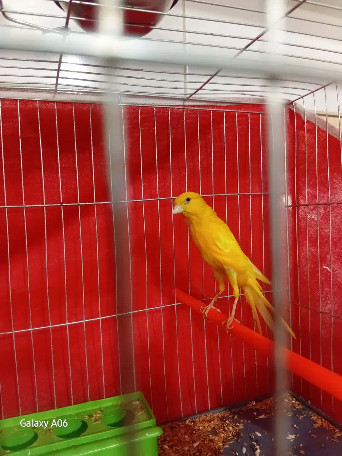 قناری رسمی بلند نر|پرنده|شاهرود, |دیوار