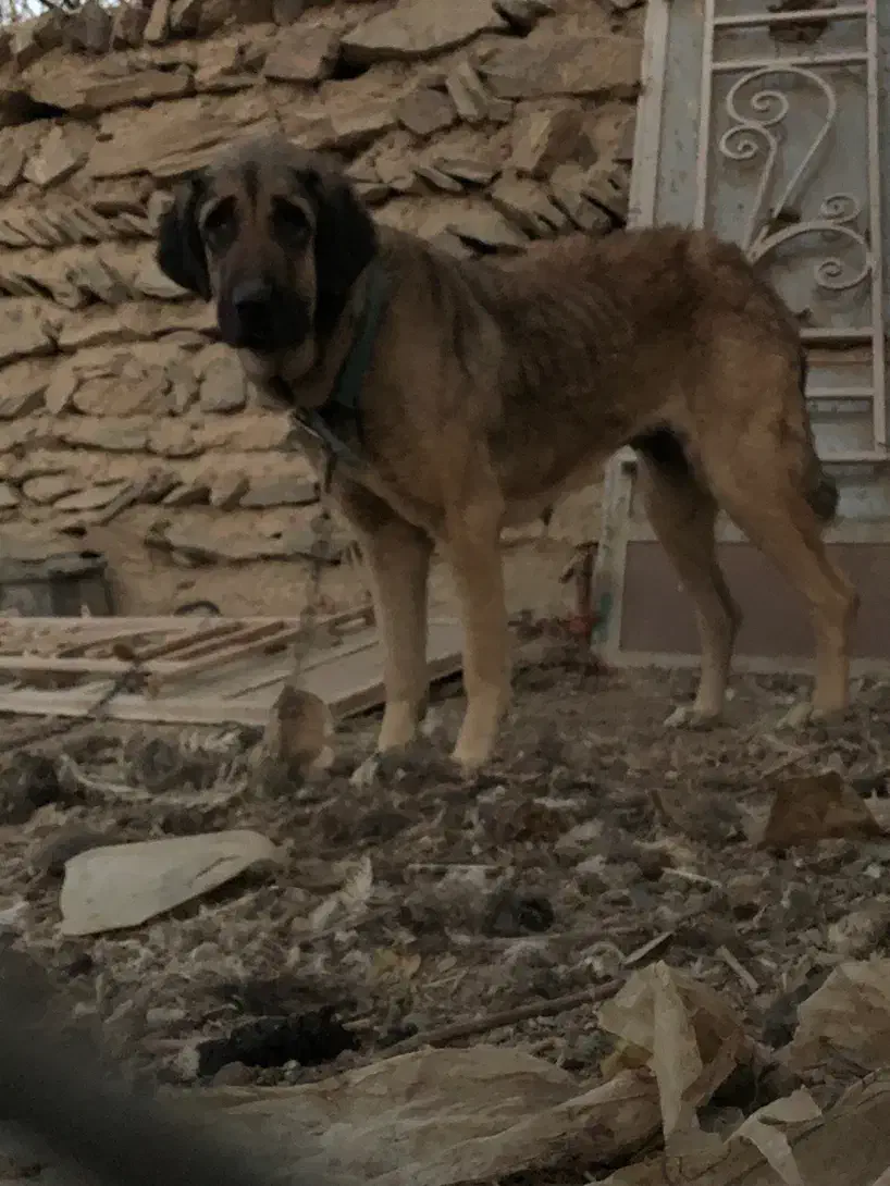 واگذاری|سگ|اراک, |دیوار