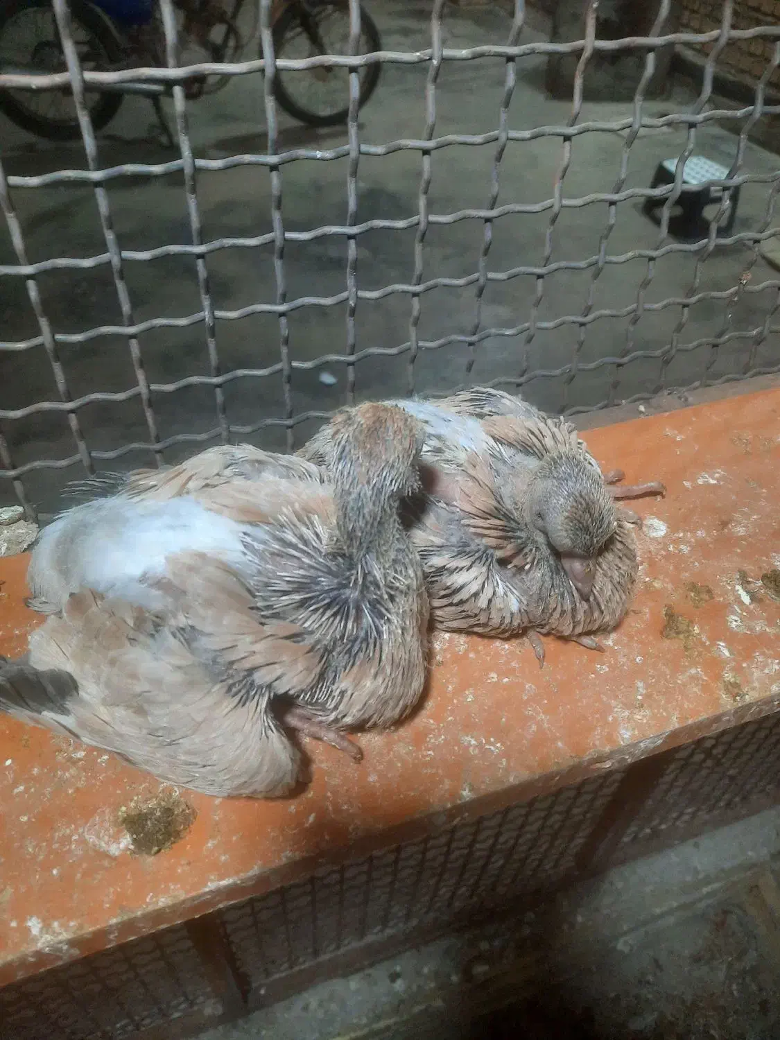 کله ای|پرنده|بندر ماهشهر, |دیوار