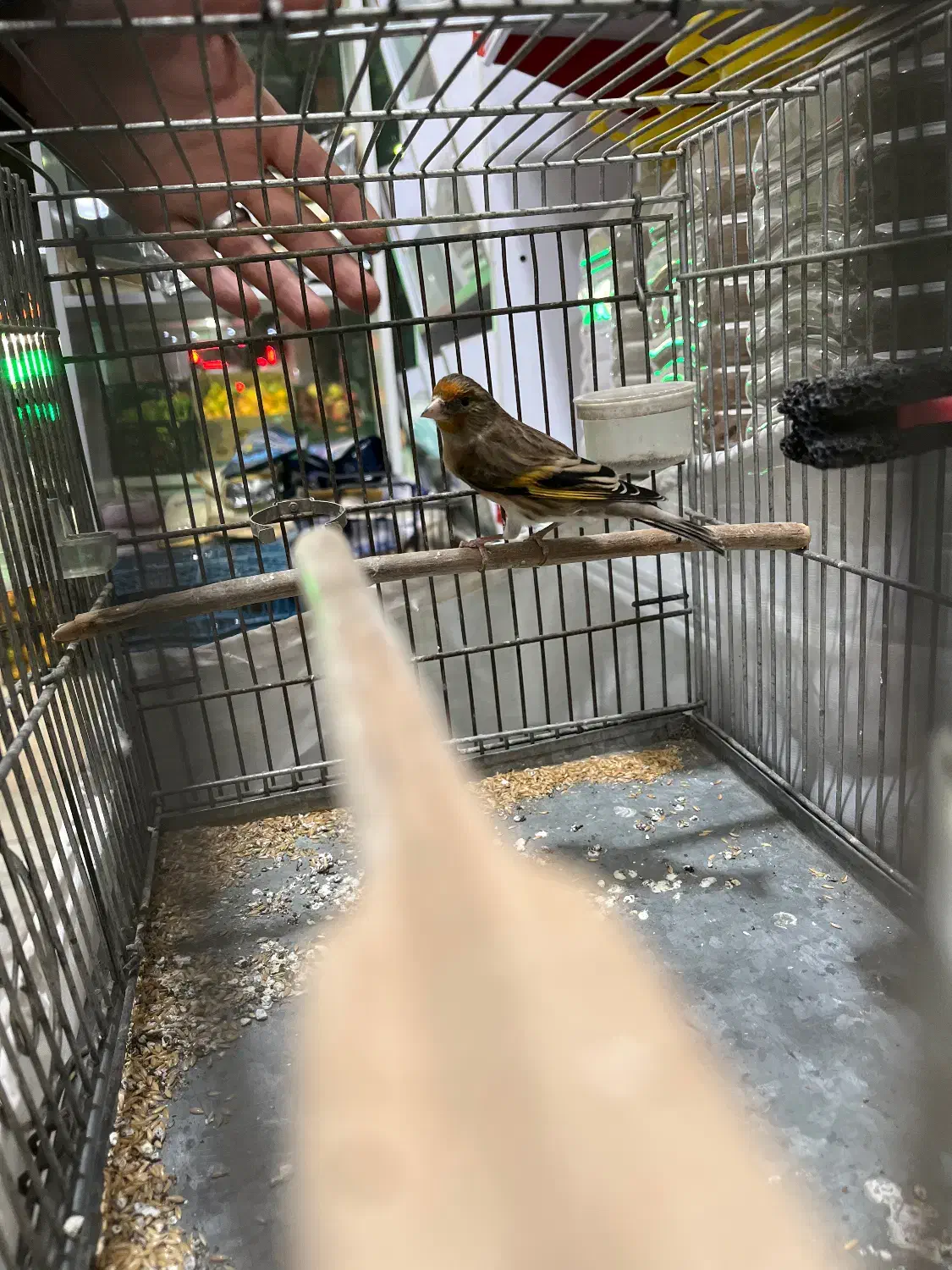 سهره قناری|پرنده|کرج, حیدرآباد|دیوار