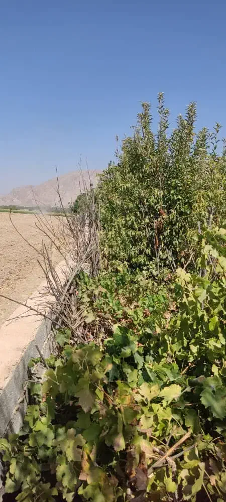 باغ.باغچه|فروش زمین و ملک کلنگی|سیدان, |دیوار