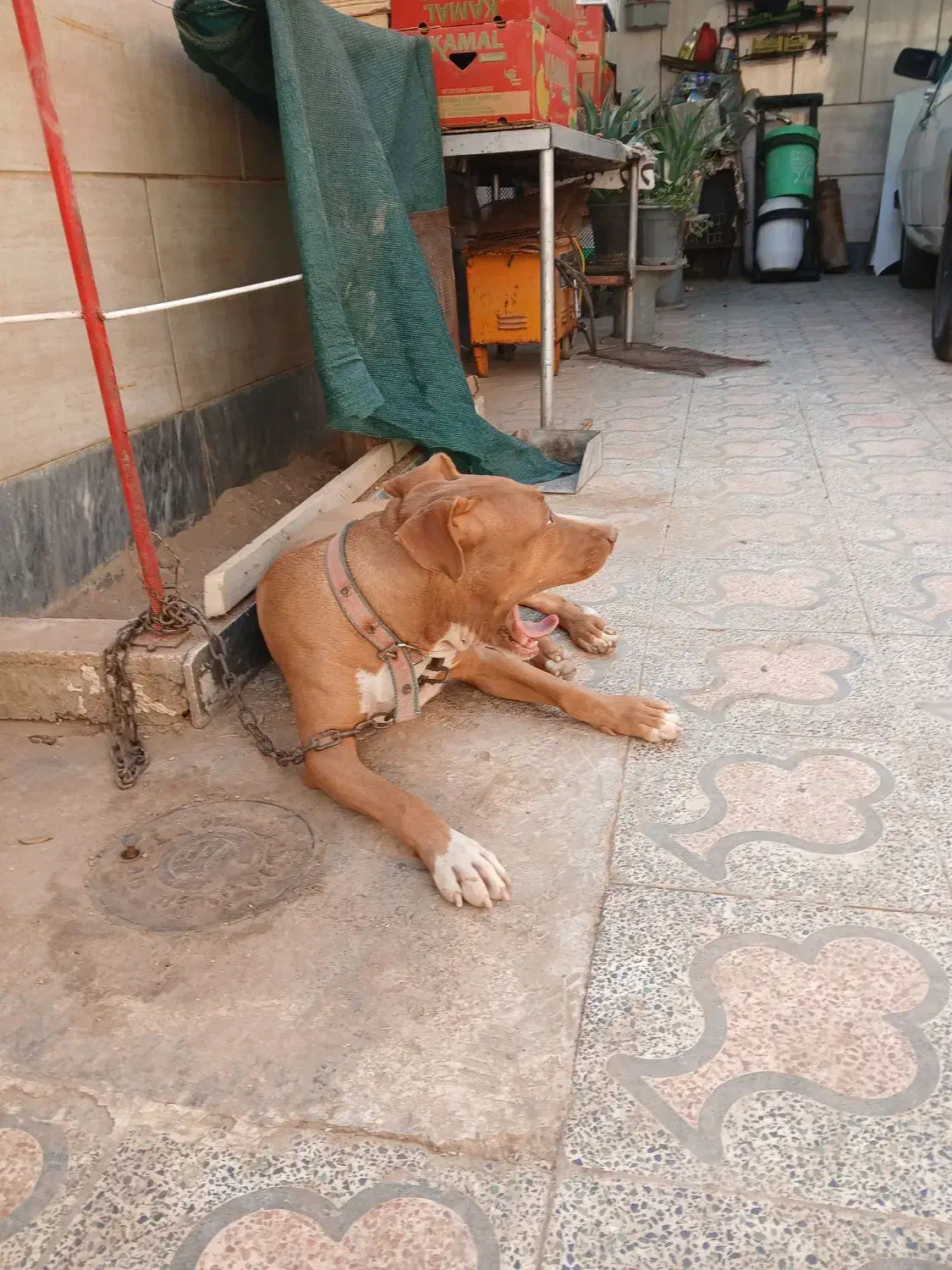 سگ پید کو جوان ۱۰ ماهه|سگ|دوگنبدان, |دیوار