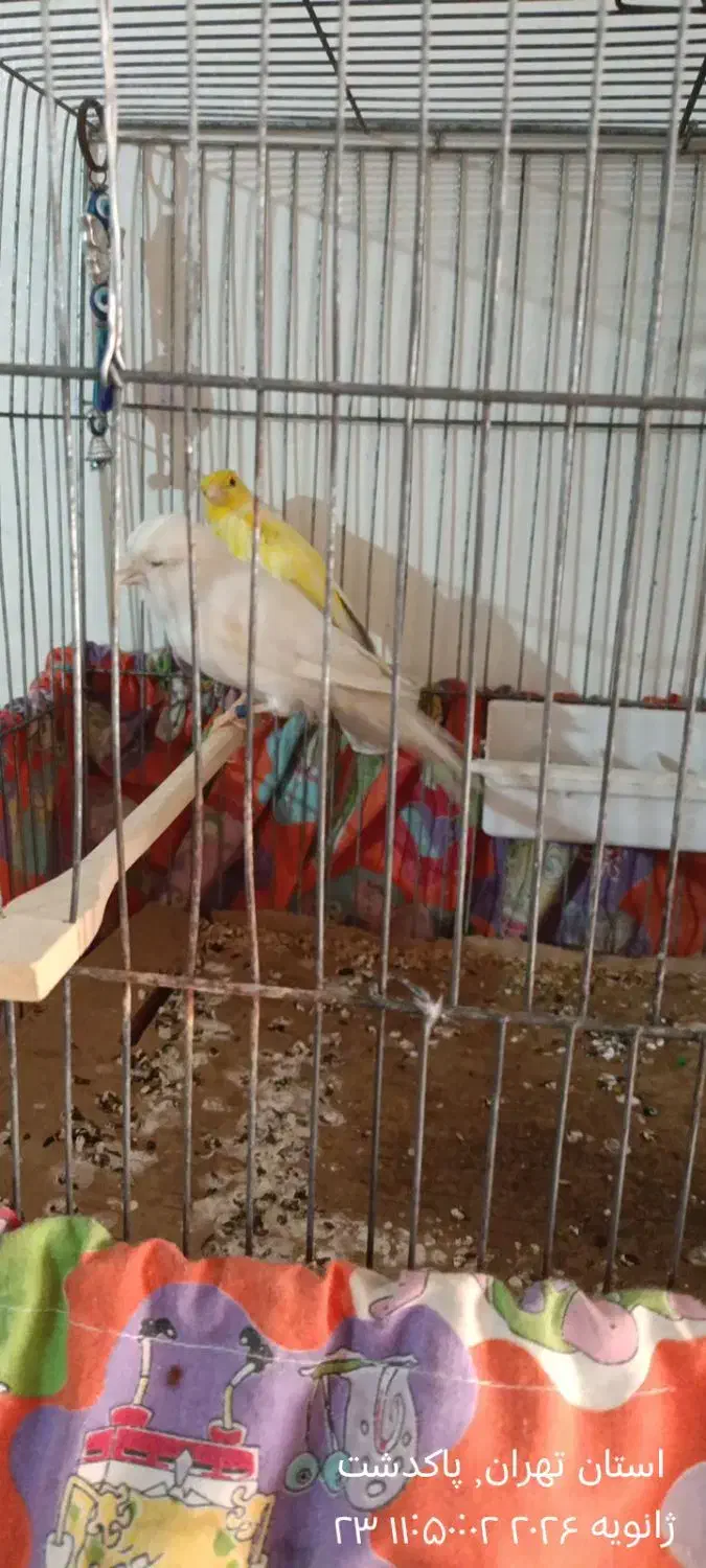 قناری|پرنده|پاکدشت, پاکدشت (مامازند)|دیوار