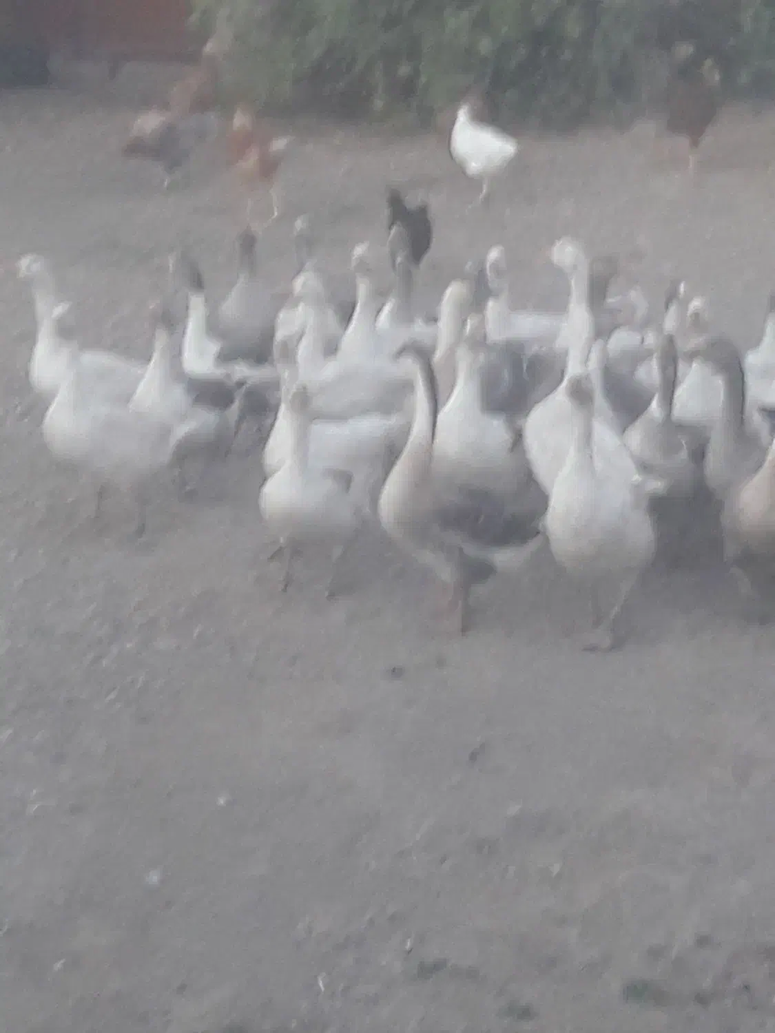 غاز بالغ|حیوانات مزرعه|کوزران, |دیوار