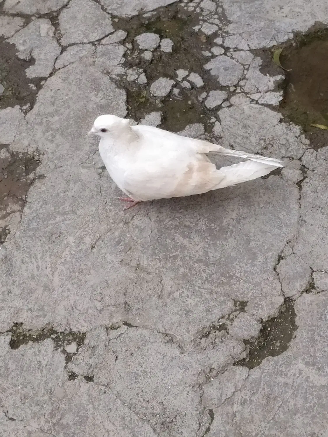 کبوتر پرنده|پرنده|دورود, |دیوار