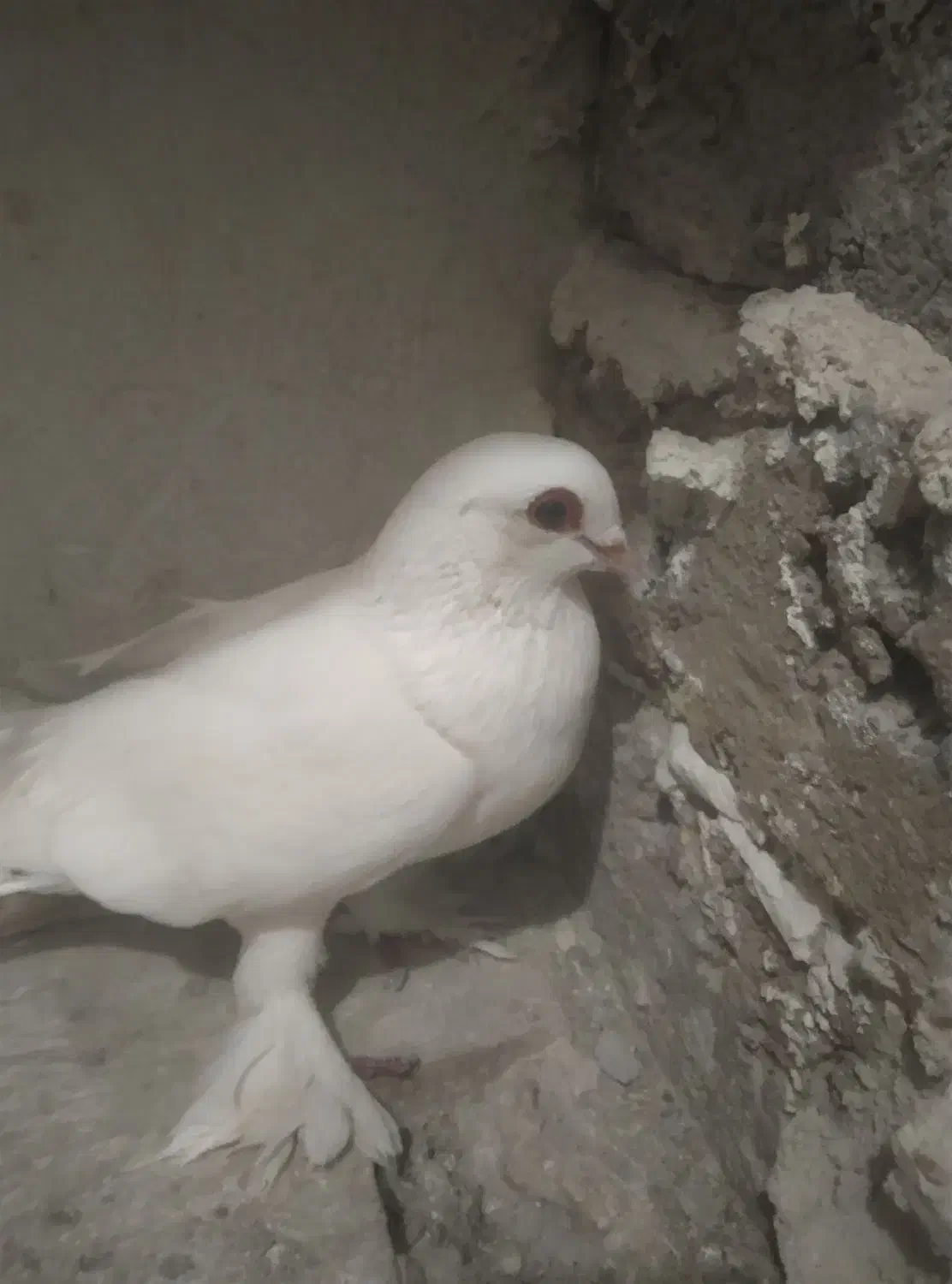 چشم‌قرمز|پرنده|صوفیان, |دیوار