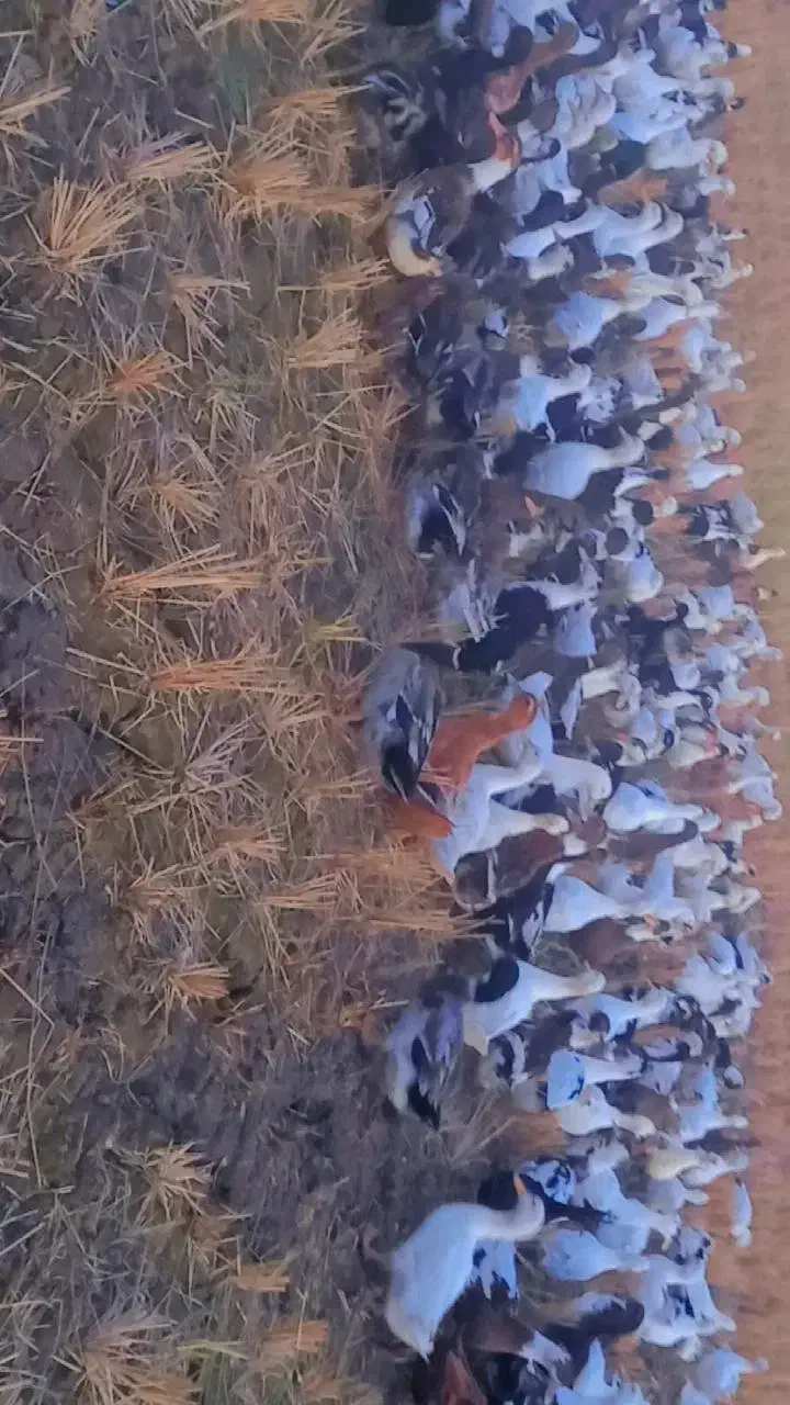 اردک محلی تو عکس معلومه همه صحرا|حیوانات مزرعه|بابل, |دیوار