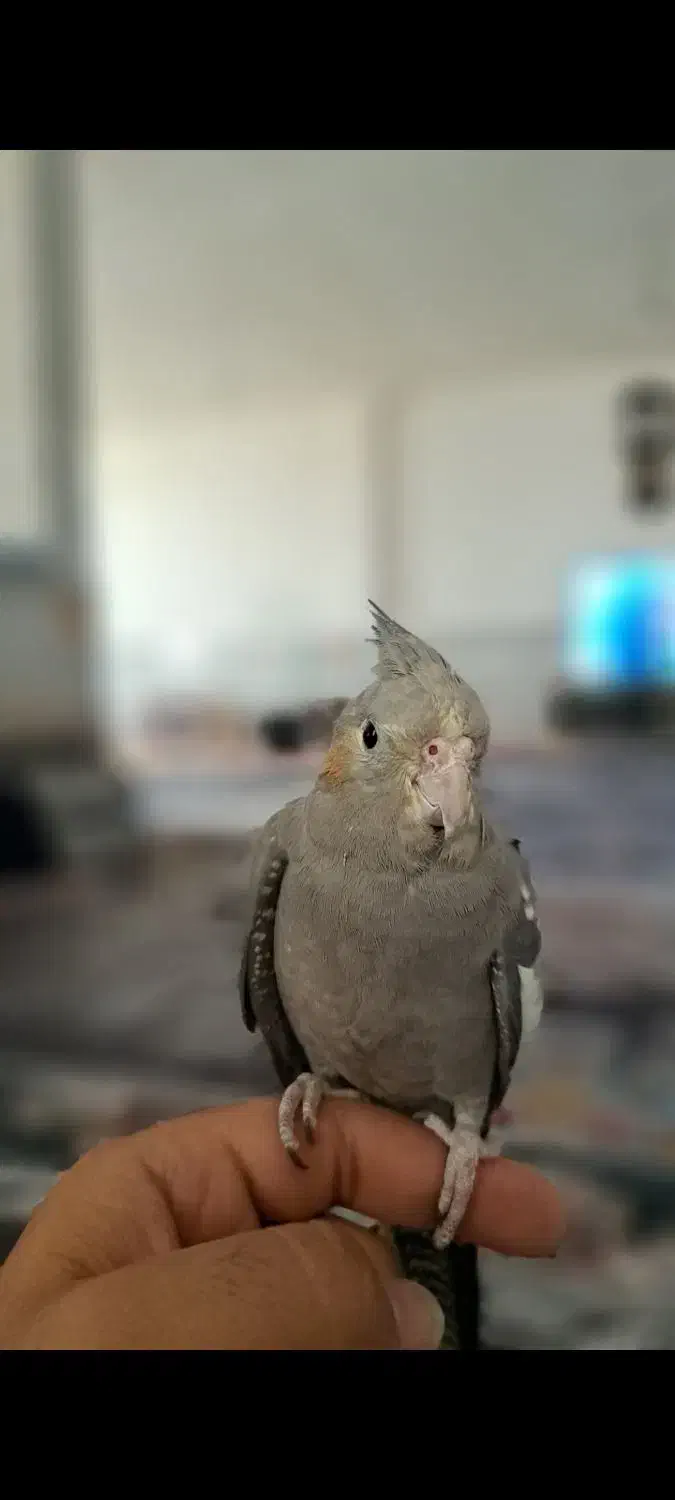 عروس هلندی سینامون|پرنده|کرمانشاه, |دیوار