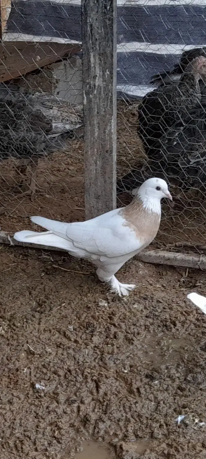 کبوتر طوقی|پرنده|چادگان, |دیوار