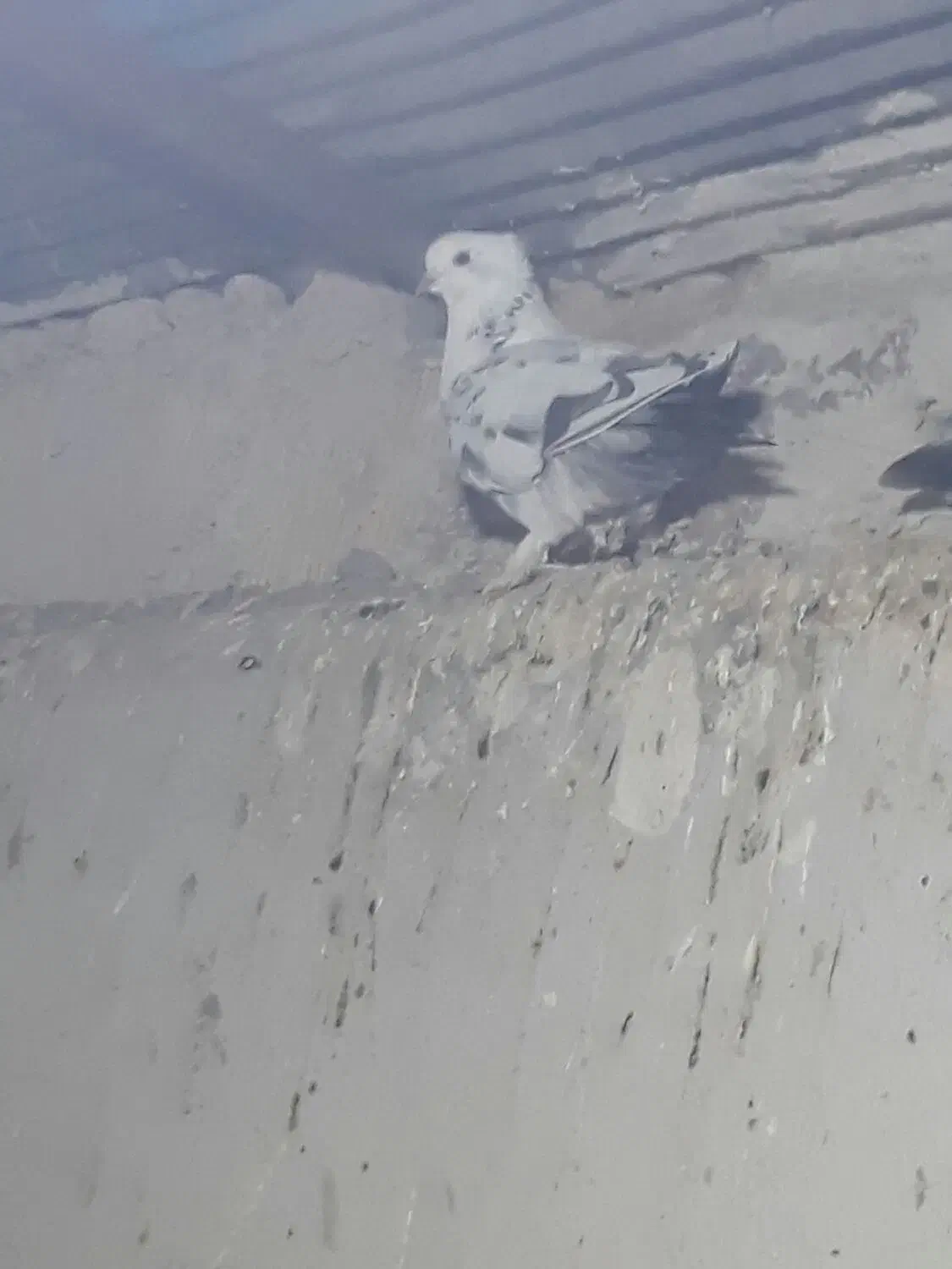 کبوتر پرشی|پرنده|انگوت, |دیوار