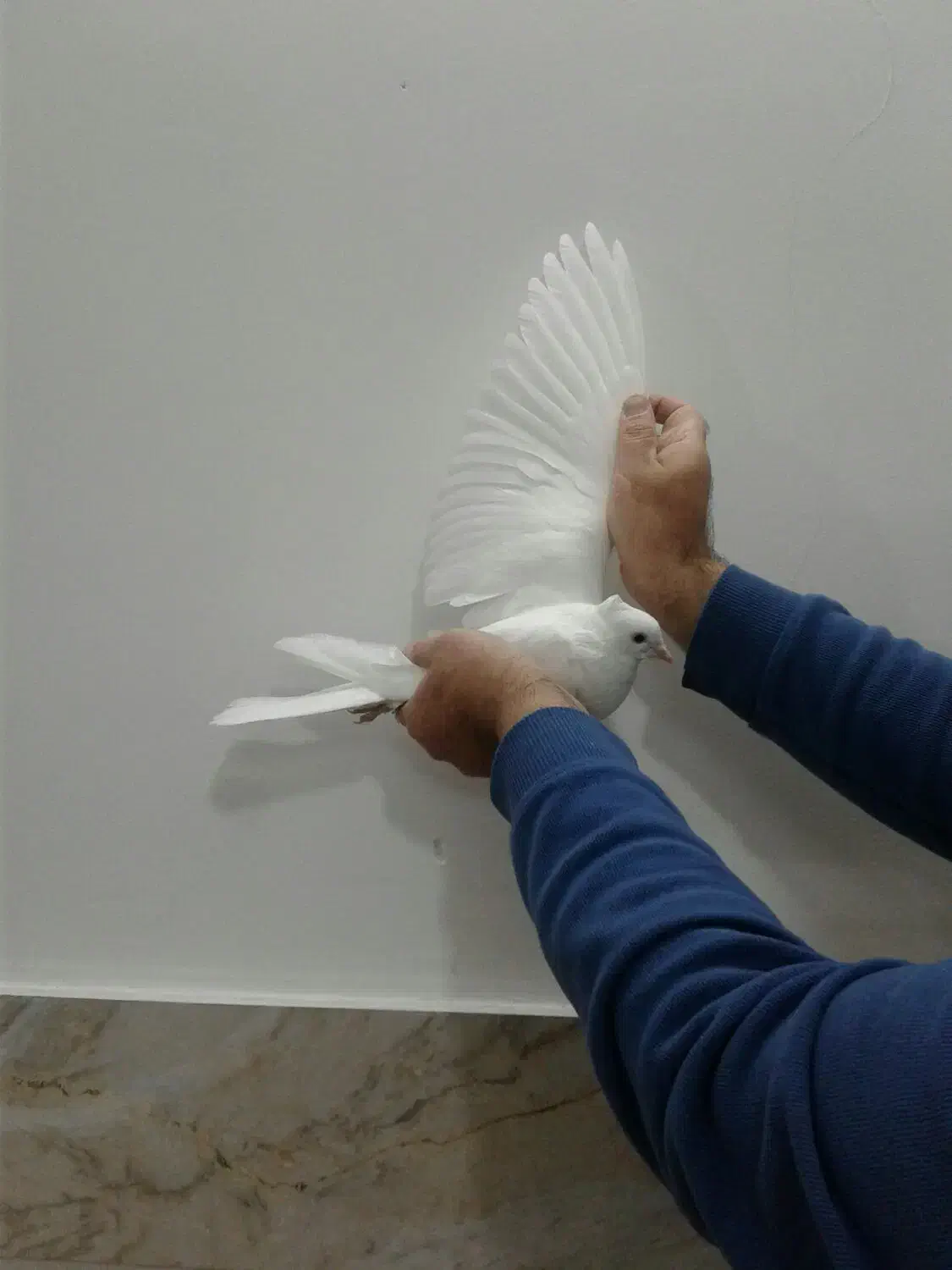 شازده سرور کبوتر|پرنده|قم, زاویه|دیوار