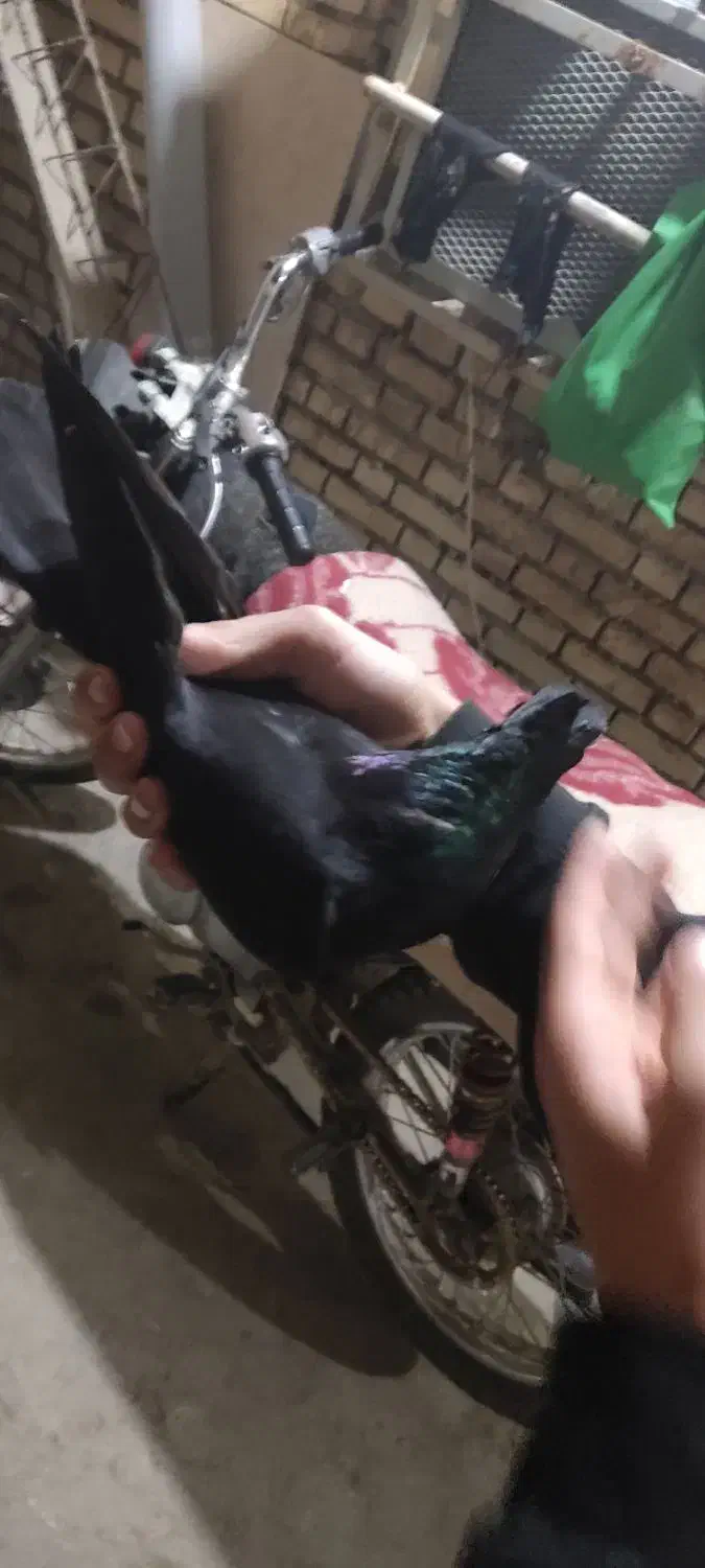 کفتر زاغ درجه یک|پرنده|امیدیه, |دیوار