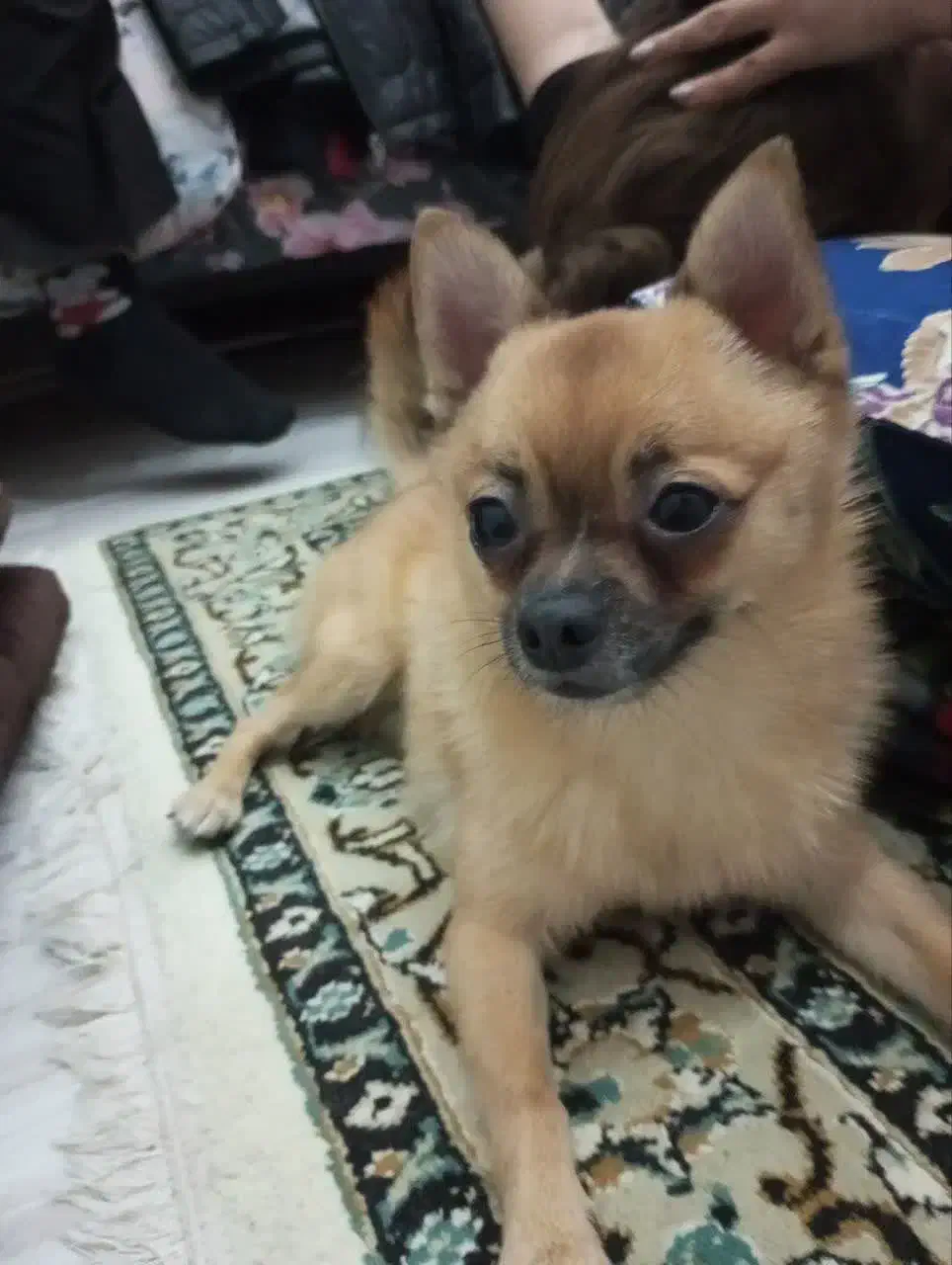 سگ شی واوا عروسکی نر|سگ|خرمآباد, |دیوار