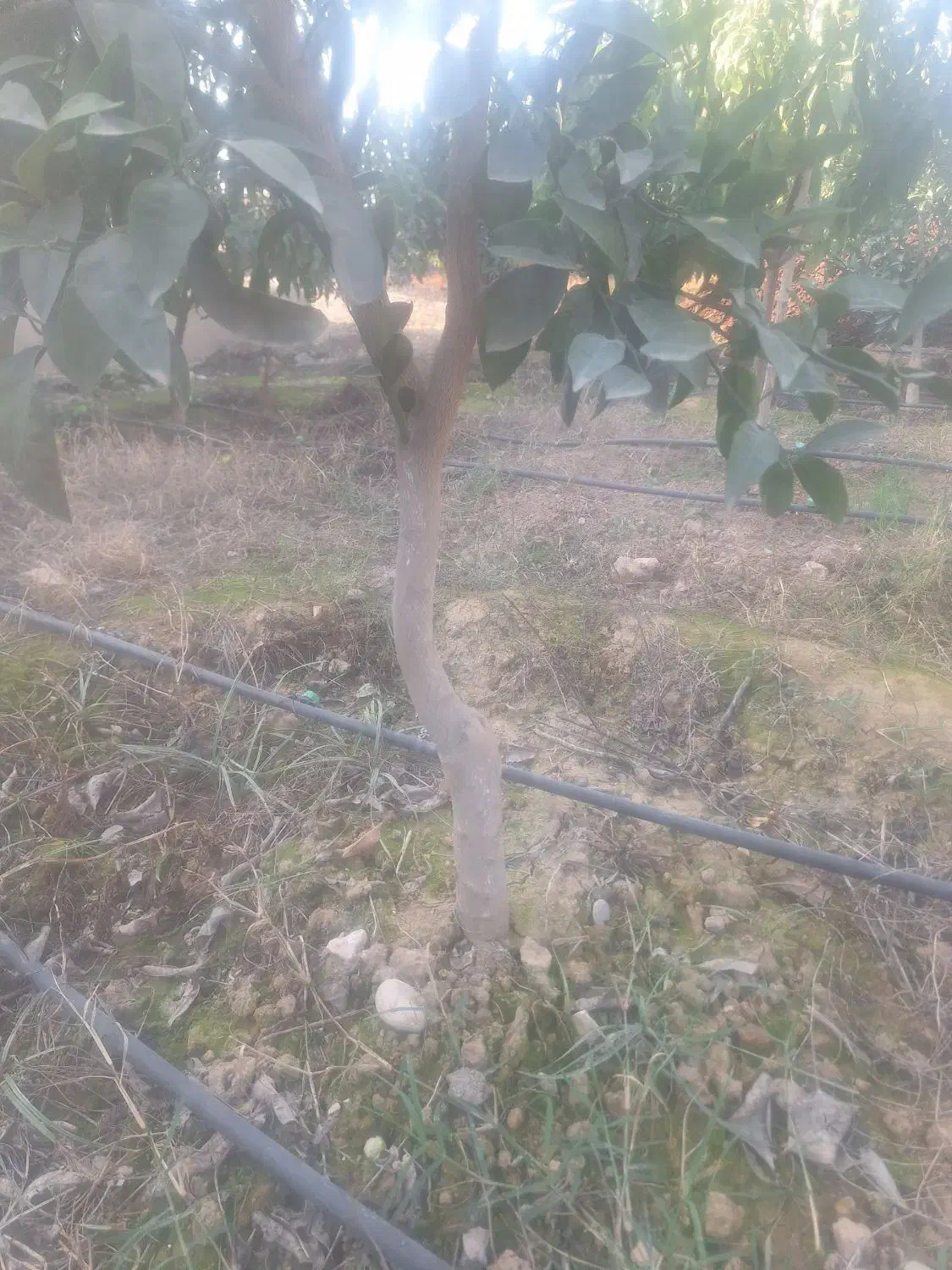 فروش|گل و گیاه طبیعی|نکا, |دیوار