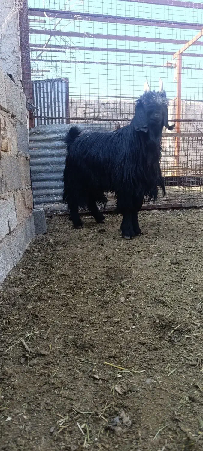 چپش و بز آبستن و کهره نر تخت|حیوانات مزرعه|مرودشت, شهرک مهدیه|دیوار