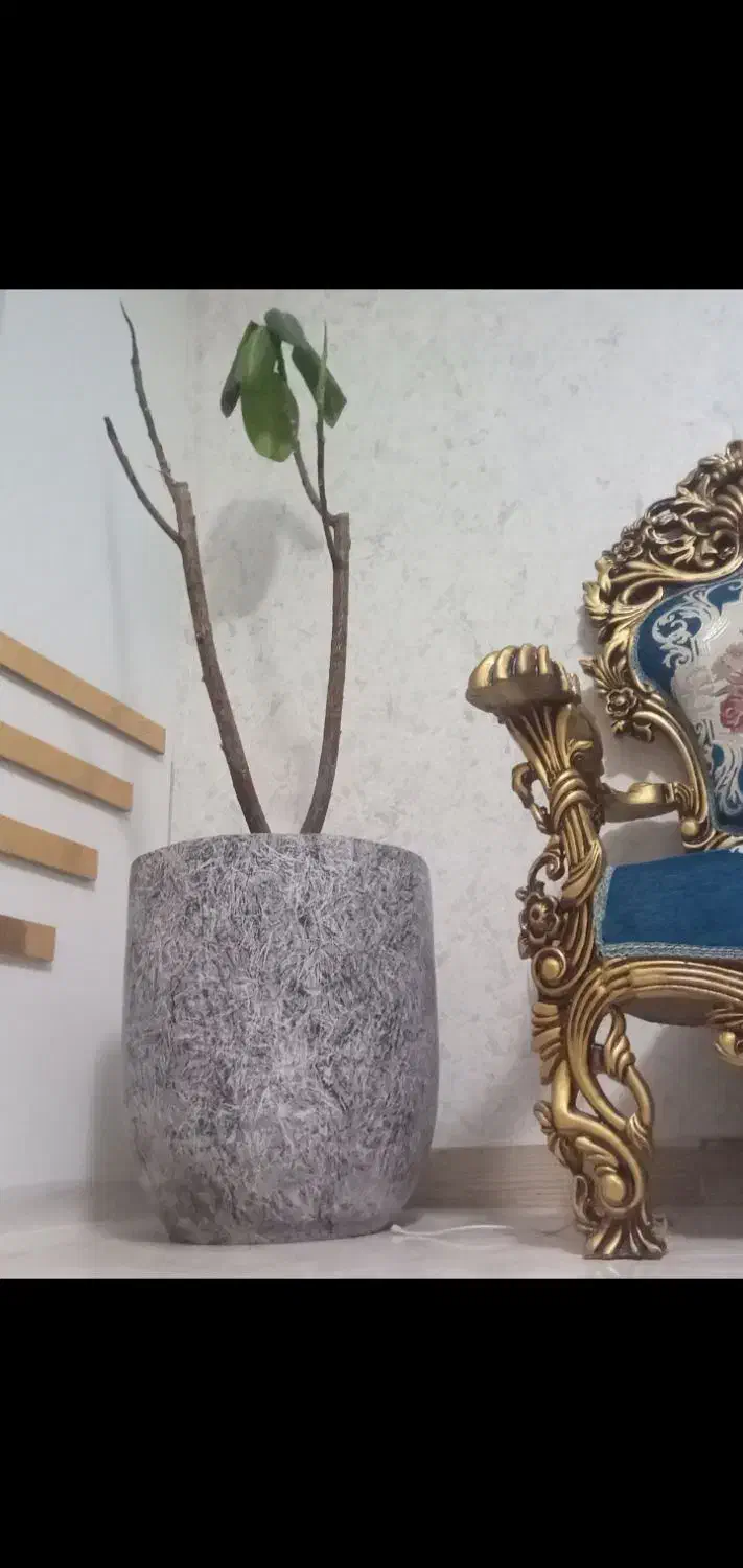 گلدان بزرگ|گل و گیاه طبیعی|رباطکریم, نصیرشهر|دیوار