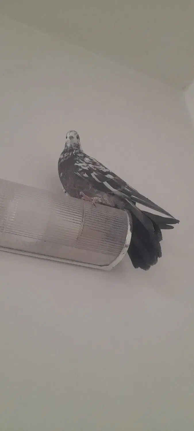 کفتر کبوتر|پرنده|خمینی‌شهر, |دیوار