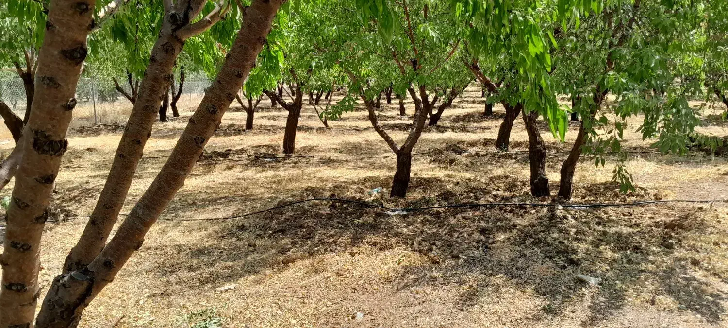 انجام کلیه امورخدمات کشاورزی درطرح های عمان سامانی|خدمات باغبانی و درختکاری|سامان, |دیوار