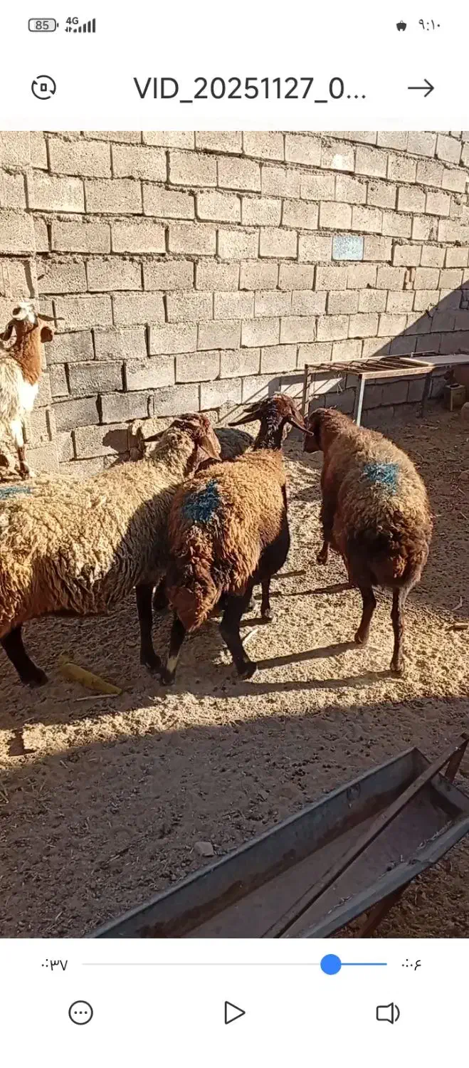 قیمت‌‌چفته‌35|حیوانات مزرعه|بوژگان, |دیوار