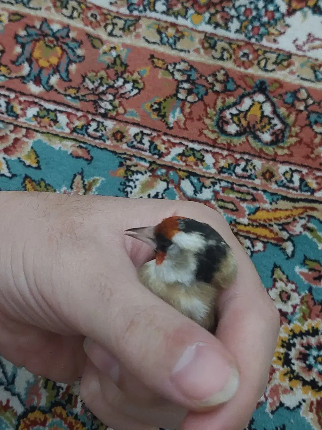 سهره رسمی دورگ|پرنده|کرج, حاجی آباد|دیوار