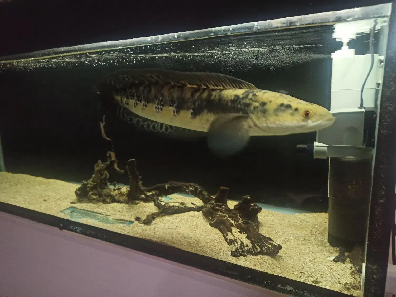 ماهی چانا 60سانت|ماهی|مرودشت, شهرک مهدیه|دیوار