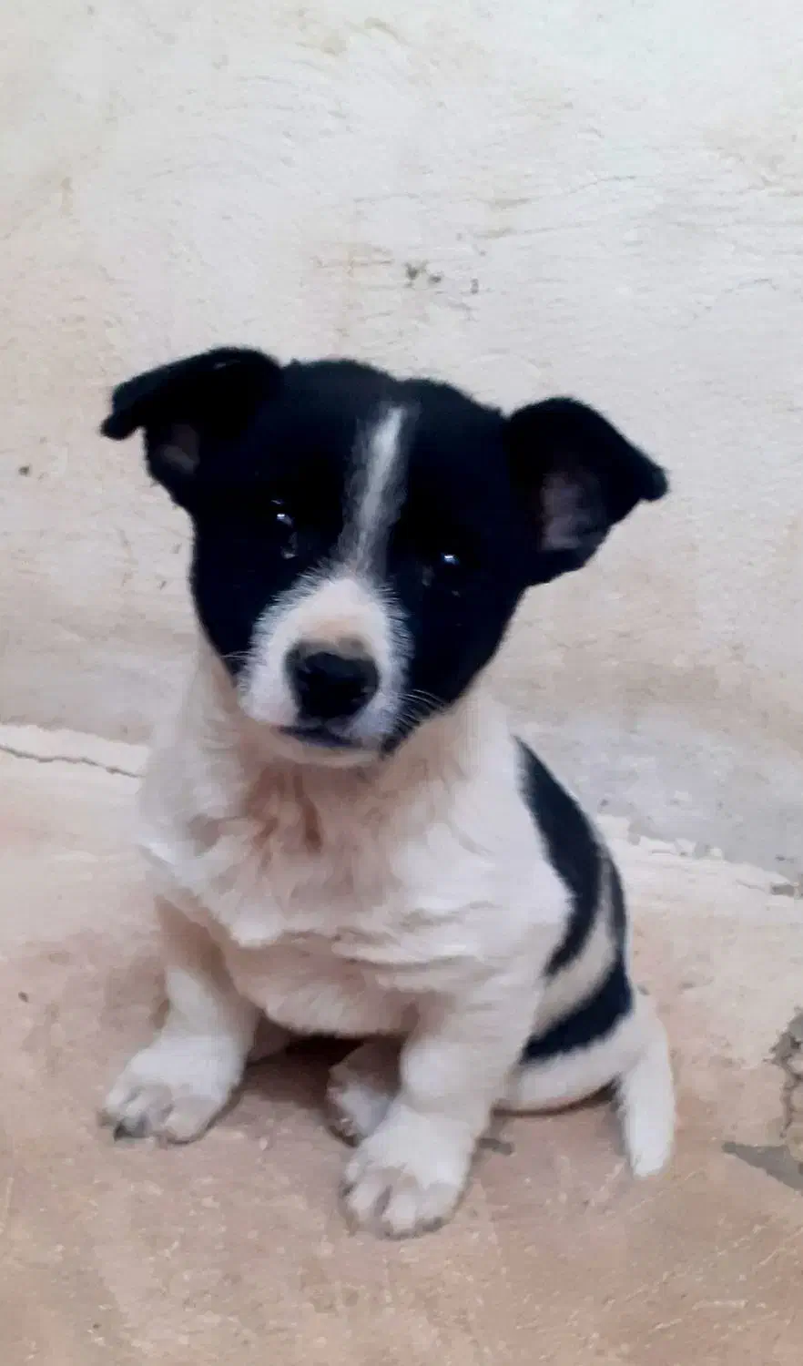 سگ پاپی گوش تیز|سگ|تربت‌حیدریه, پائین ولایت|دیوار