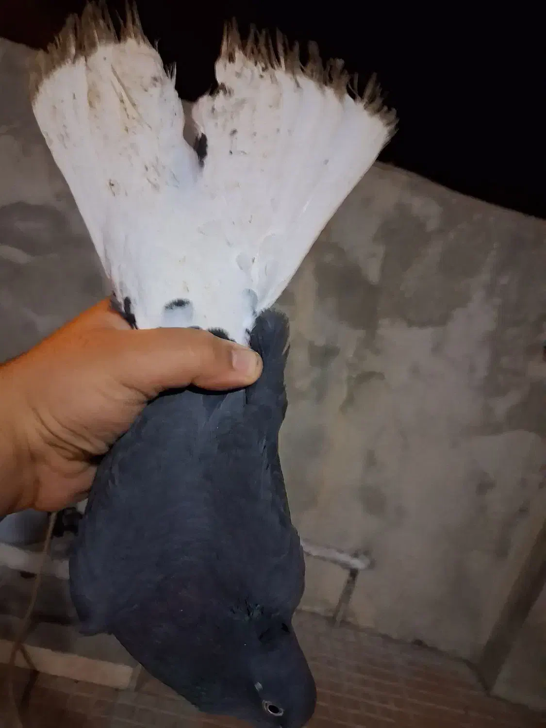 فروش کبوتر|پرنده|یاسوج, |دیوار