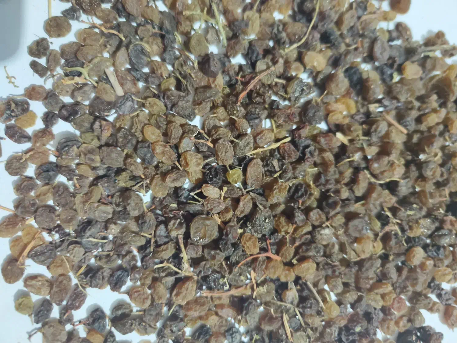 کشمش تیزابی|خوردنی و آشامیدنی|تاکستان, |دیوار